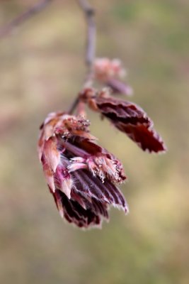 Fagus sylvatica 'Tricolor' - buk lesní - květ a list jaro01 117